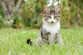 Gray and white tabby cat on green grass Royalty Free Stock Photo