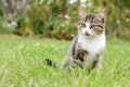 Gray and white tabby cat on green grass Royalty Free Stock Photo