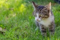 Gray and white tabby cat on green grass Royalty Free Stock Photo