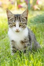 Gray and white tabby cat on green grass Royalty Free Stock Photo