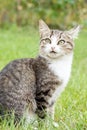 Gray and white tabby cat on green grass Royalty Free Stock Photo