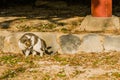 Gray and white tabby cat on a sunny afternoon Royalty Free Stock Photo