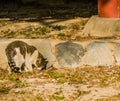 Gray and white tabby cat on a sunny afternoon Royalty Free Stock Photo