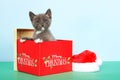 Gray and white tabby kitten in christmas box Royalty Free Stock Photo