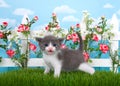 Gray and white tabby kitten in grass Royalty Free Stock Photo