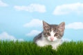 Gray and white tabby kitten in grass Royalty Free Stock Photo