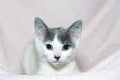 Gray and white tabby kitten on light pink blanket Royalty Free Stock Photo