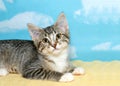 Gray and white tabby kitten portrait Royalty Free Stock Photo