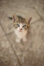 Gray-white tabby kitten sitting in the yard on a stone floor, portrait of a cute little kitty cat Royalty Free Stock Photo