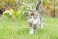Gray and white tabby young kitten walking on green grass outdoor Royalty Free Stock Photo