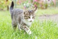 Gray and white tabby young kitten walking on green grass outdoor Royalty Free Stock Photo