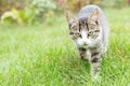 Gray and white tabby young kitten walking on green grass outdoor Royalty Free Stock Photo