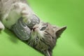 Gray, white and tan tabby calico playing with a gray heart toy Royalty Free Stock Photo