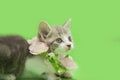 Gray, white and tan tabby calico playing with a gray heart toy