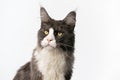 gray white tuxedo maine coon cat looking to the side on white background Royalty Free Stock Photo