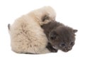Gray and white two little kitten Royalty Free Stock Photo