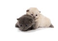 Gray and white two little kitten Royalty Free Stock Photo