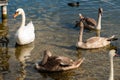 Gray and white wild swans on the lake close-up. Royalty Free Stock Photo
