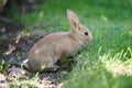 Gray wild baby hare eats in the green grass, in the park Royalty Free Stock Photo