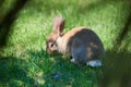 Gray wild baby hare eats in the green grass, in the park Royalty Free Stock Photo