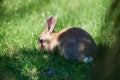 Gray wild baby hare eats in green grass, in the park Royalty Free Stock Photo