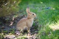 Gray wild baby hare in green grass in park Royalty Free Stock Photo