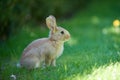 Gray wild baby hare in green grass in the park Royalty Free Stock Photo
