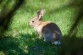 Gray wild baby hare in green grass in the park Royalty Free Stock Photo