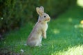 Gray wild baby hare stands on its hind legs in the green grass, in the park Royalty Free Stock Photo