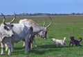 Gray wild cattles on the meadow in Hortobagy