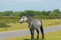 Gray wild pony New Forest Hampshire England UK Royalty Free Stock Photo