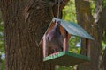 A Gray-Winged Pigeon Sits in A Makeshift Wooden Feeder Suspended from A Tree Branch Royalty Free Stock Photo