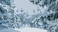 Winter cartoon forest background with snowy fir trees Royalty Free Stock Photo