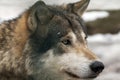 Gray Wolf Royalty Free Stock Photo
