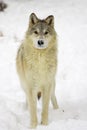 Gray Wolf Royalty Free Stock Photo