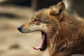 Gray Wolf Royalty Free Stock Photo