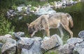 Minnesota Gray wolf eating at a pond