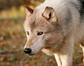 Gray wolf in autumn setting Royalty Free Stock Photo