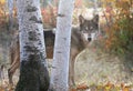 Gray wolf in autumn setting