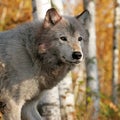 Gray wolf in autumn setting