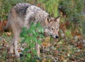 Gray wolf in autumn setting