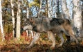 Gray wolf in autumn setting