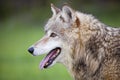 Gray wolf grey Canis Lupus open mouth tongue Royalty Free Stock Photo