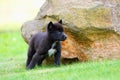 The gray wolf Canis lupus also known as the timber wolf,western wolf or simply wolf. Young wolf puppy in green grass Royalty Free Stock Photo