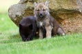 Gray wolf Canis lupus also known as the timber wolf,western wolf or simply wolf. Young wolf puppy in green grass.Two puppies Royalty Free Stock Photo