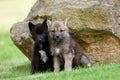 The gray wolf Canis lupus also known as the timber wolf,western wolf or simply wolf. Young wolf puppy in green grass.Two puppies Royalty Free Stock Photo