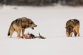 Male gray wolf Canis lupus attacking the other male violently, teeth bared