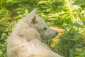 Gray Wolf Canis lupus awaking