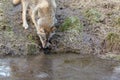 Gray Wolf, Canis lupus, drinking water from a frozen pond in winter. Royalty Free Stock Photo