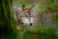 Gray wolf, Canis lupus, in the green leaves forest. Detail portrait of wolf in the forest. Wildlife scene from north of Europe. Be Royalty Free Stock Photo